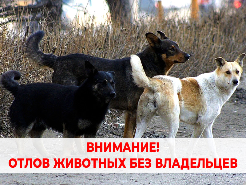 Внимание! Отлов животных без владельцев.