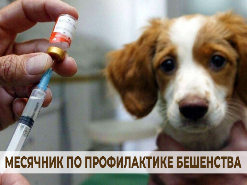 Проведение месячника по профилактике бешенства.